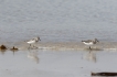 Oiseaux