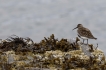 Oiseaux