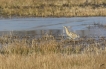 Oiseaux