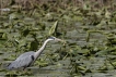 Oiseaux