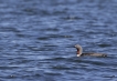 Oiseaux