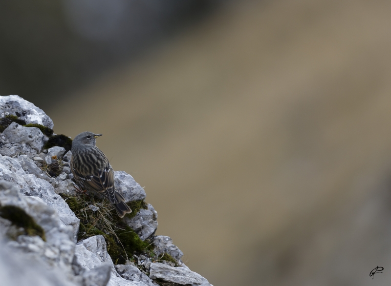 Photo Oiseaux