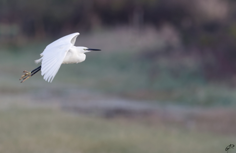 Photo Oiseaux