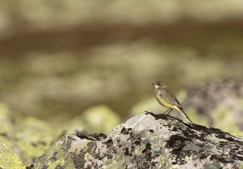 Photo Oiseaux