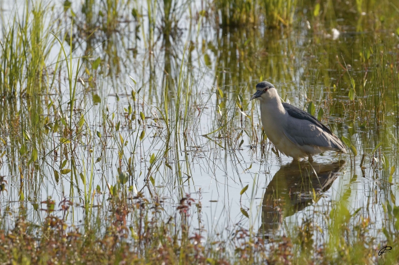 Photo Oiseaux