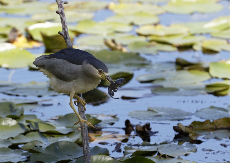 Photo Oiseaux