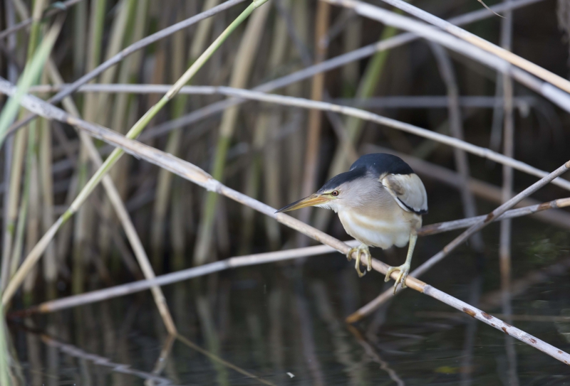 Photo Oiseaux