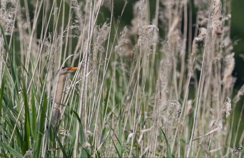 Photo Oiseaux