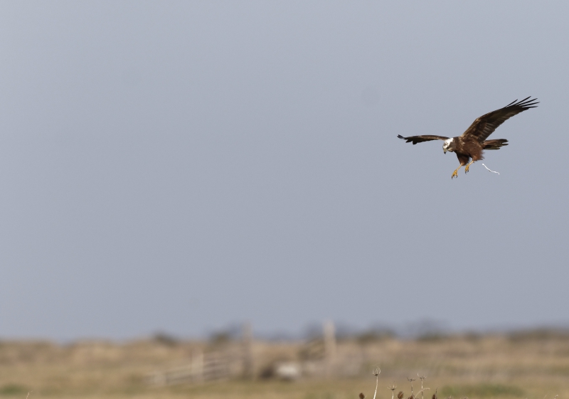 Photo Oiseaux