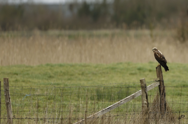 Photo Oiseaux