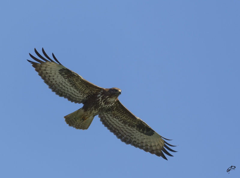 Photo Oiseaux