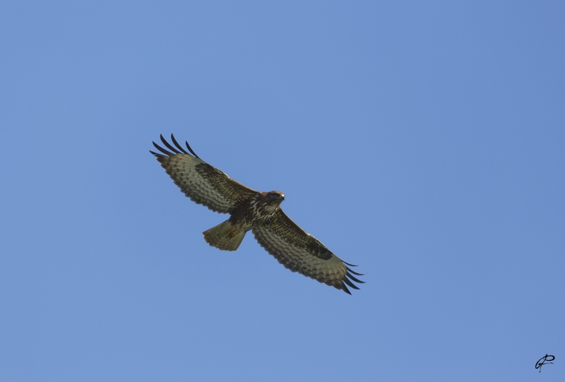 Photo Oiseaux