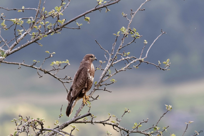 Photo Oiseaux