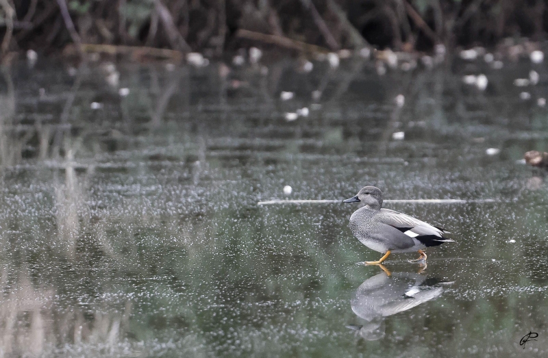 Photo Oiseaux