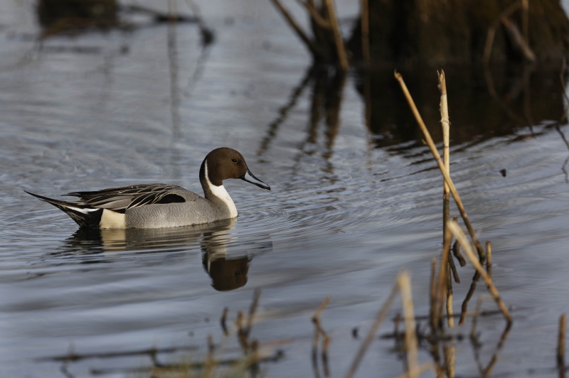 Photo Oiseaux