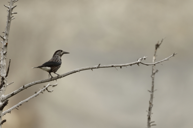 Photo Oiseaux