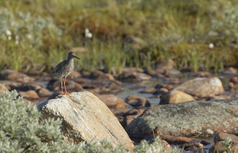 Photo Oiseaux