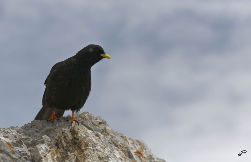 Photo Oiseaux