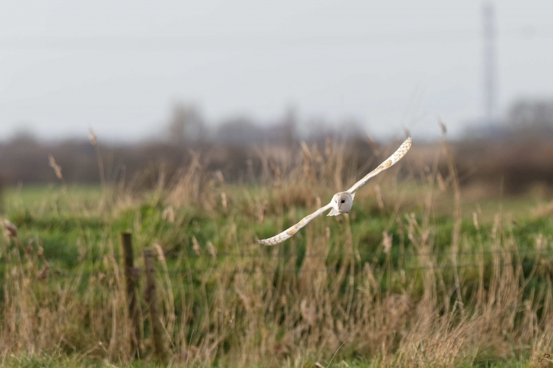 Photo Oiseaux