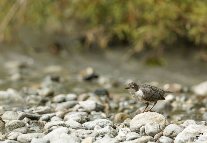 Photo Oiseaux