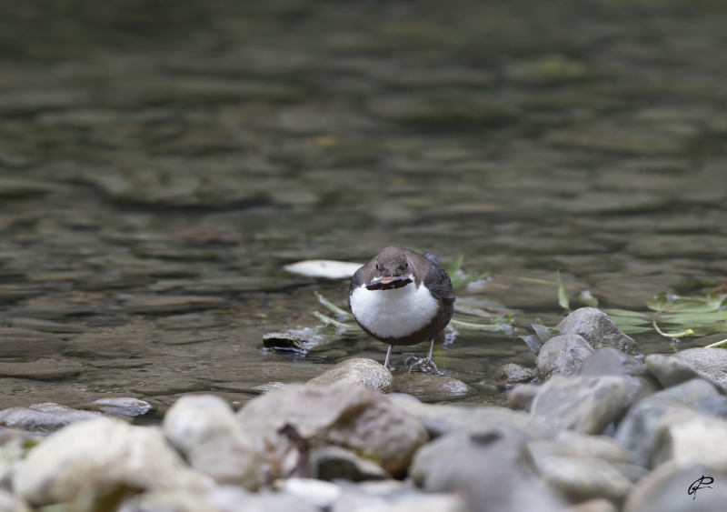 Photo Oiseaux