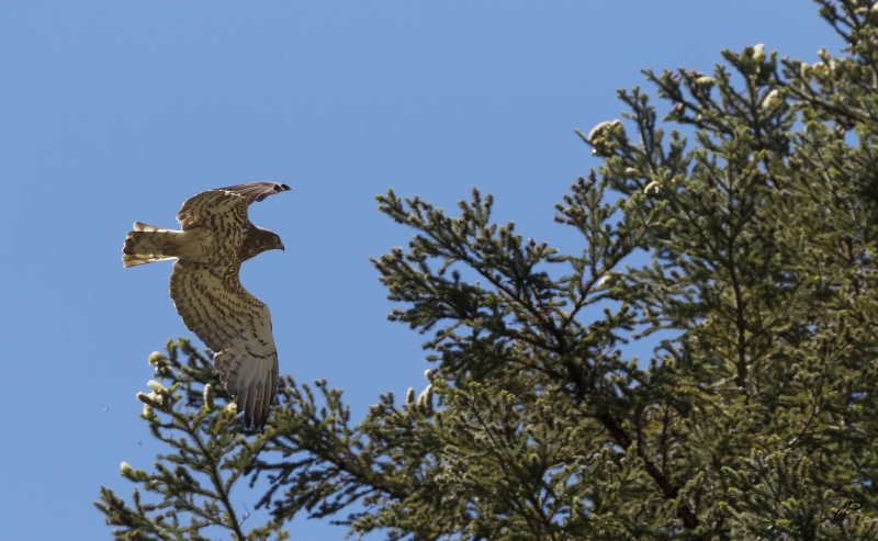 Photo Oiseaux