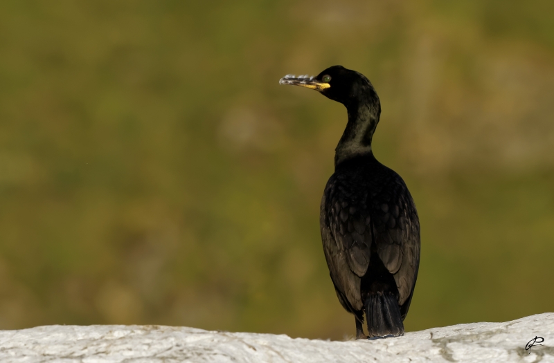 Photo Oiseaux
