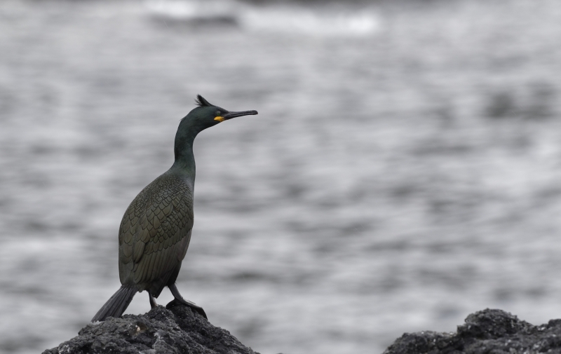 Photo Oiseaux