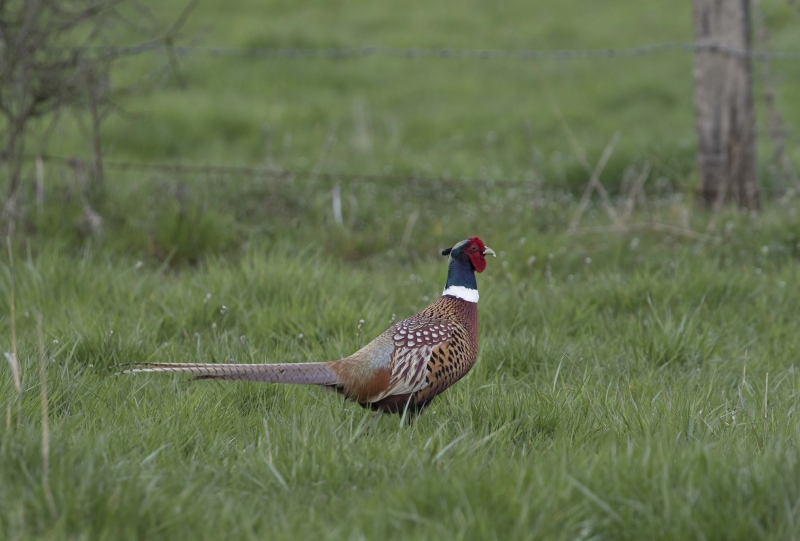 Photo Oiseaux