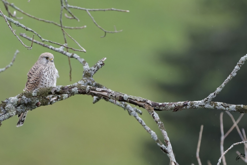 Photo Oiseaux