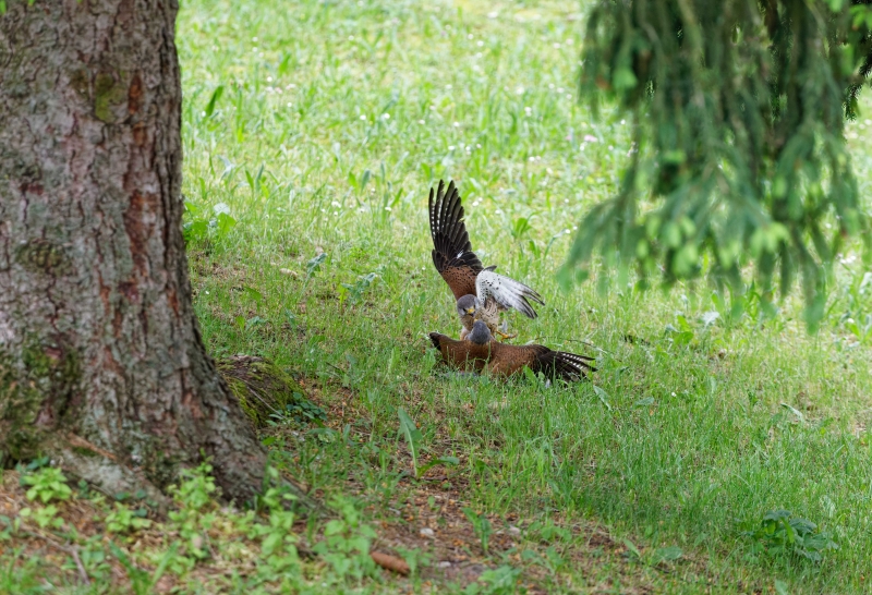 Photo Oiseaux