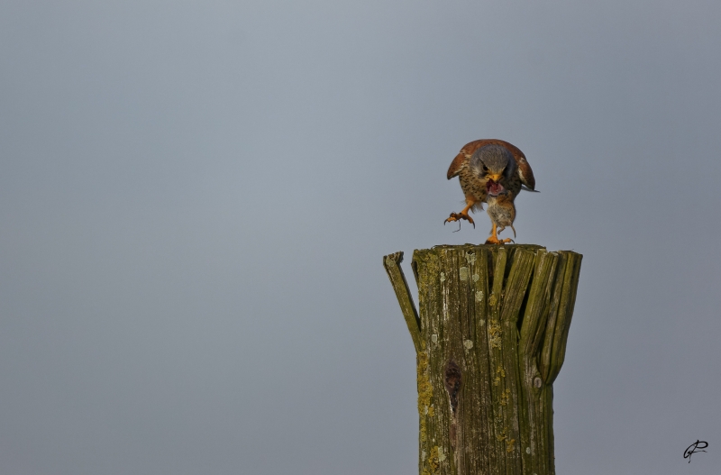 Photo Oiseaux