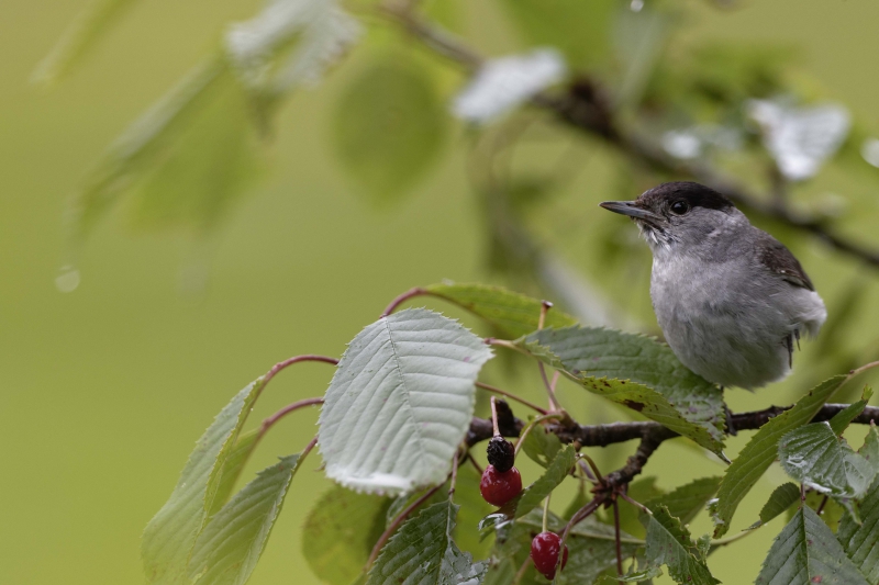 Photo Oiseaux