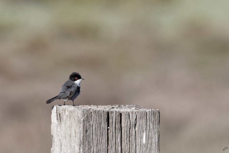 Photo Oiseaux