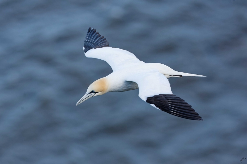 Photo Oiseaux