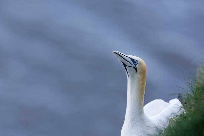 Photo Oiseaux