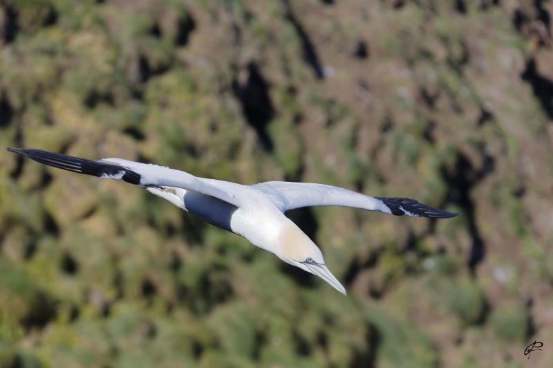 Photo Oiseaux