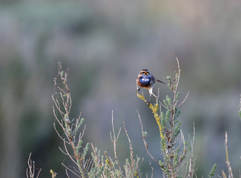 Photo Oiseaux