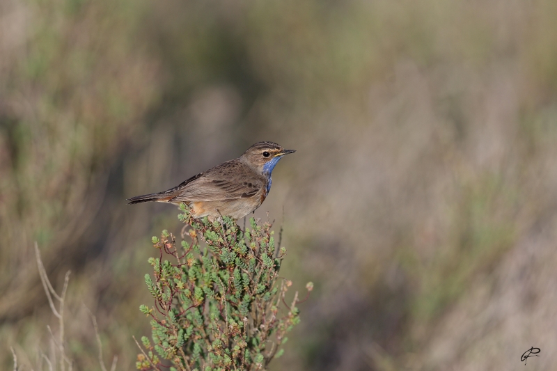 Photo Oiseaux