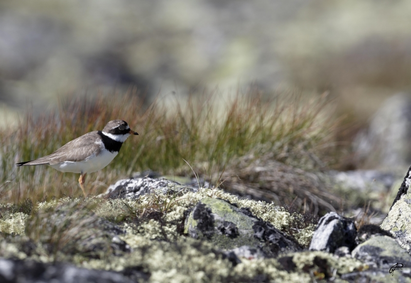 Photo Oiseaux