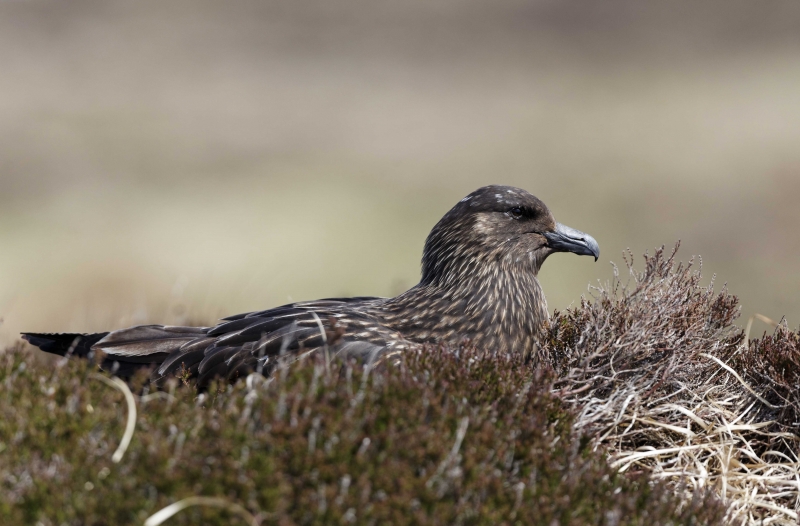 Photo Oiseaux