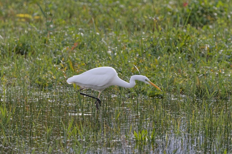 Photo Oiseaux