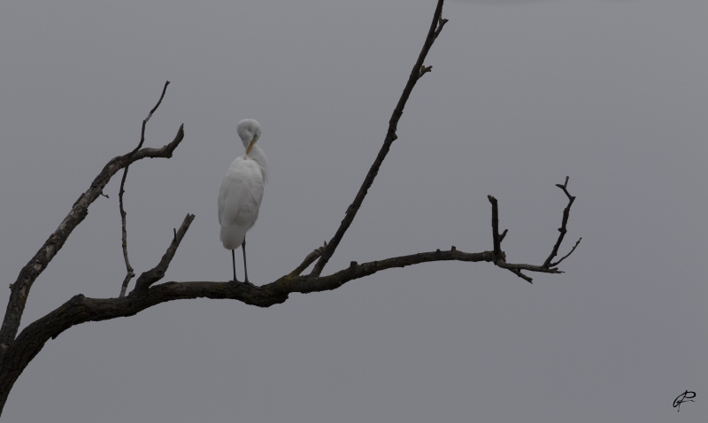 Photo Oiseaux