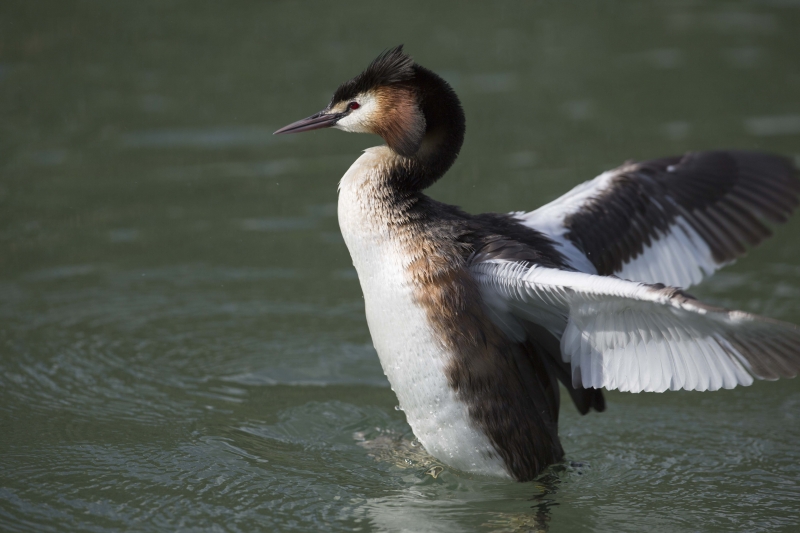 Photo Oiseaux
