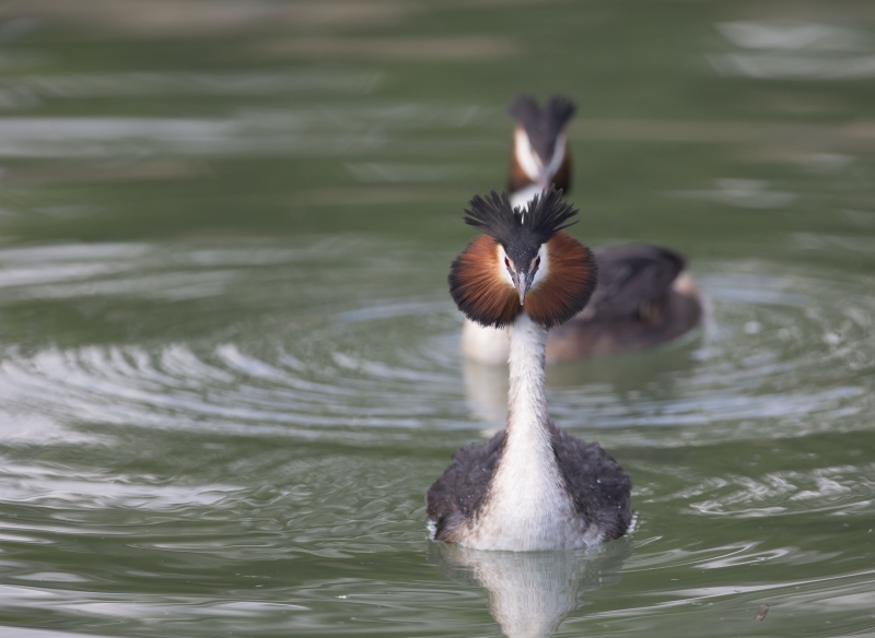 Photo Oiseaux