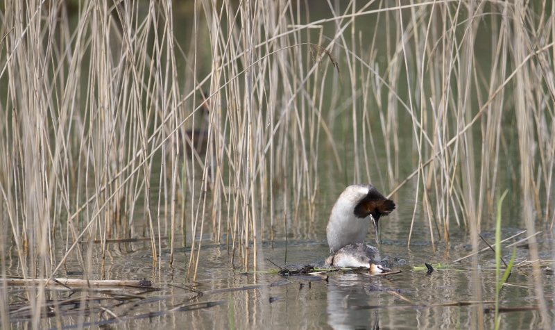 Photo Oiseaux