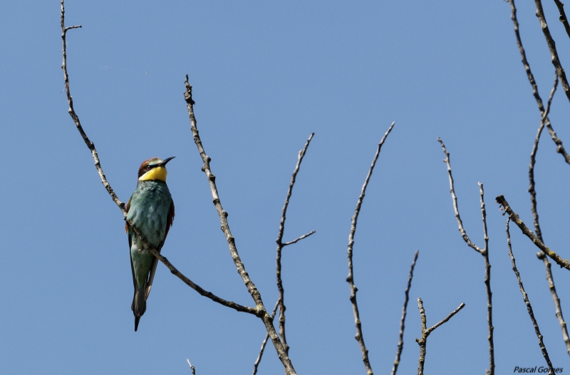 Photo Oiseaux