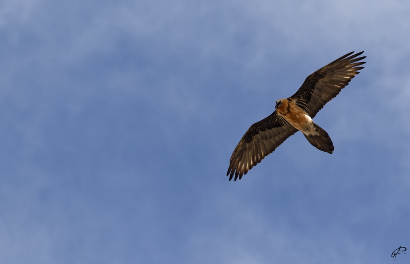 Photo Oiseaux