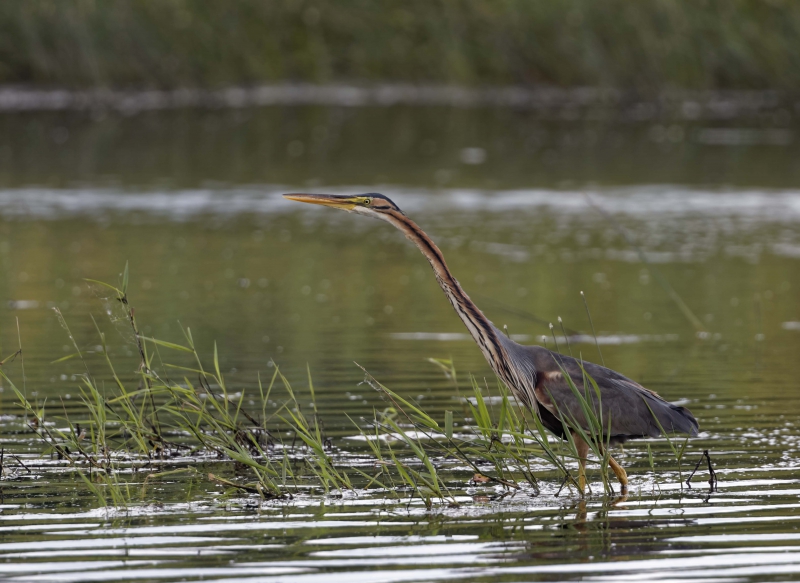 Photo Oiseaux