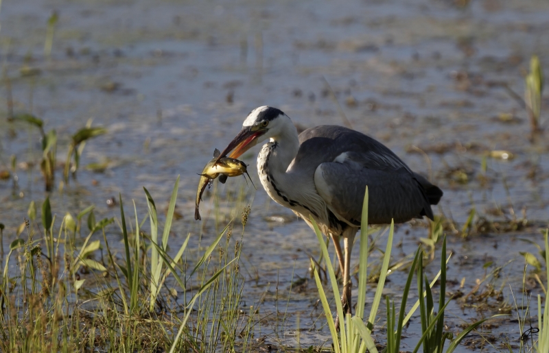 Photo Oiseaux